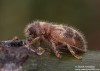  (Brouci), Parmena pubescens, Cerambycidae (Coleoptera)